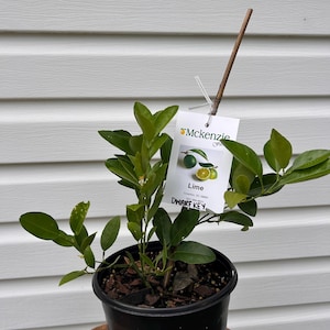 Dwarf Key Lime Tree