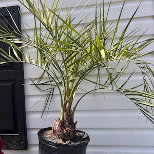 Puede incluir: Una taza de cerámica blanca con un asa negra y el texto "But First, Coffee" en negrita negra. La taza se encuentra sobre un fondo neutro, resaltando su diseño sencillo.
