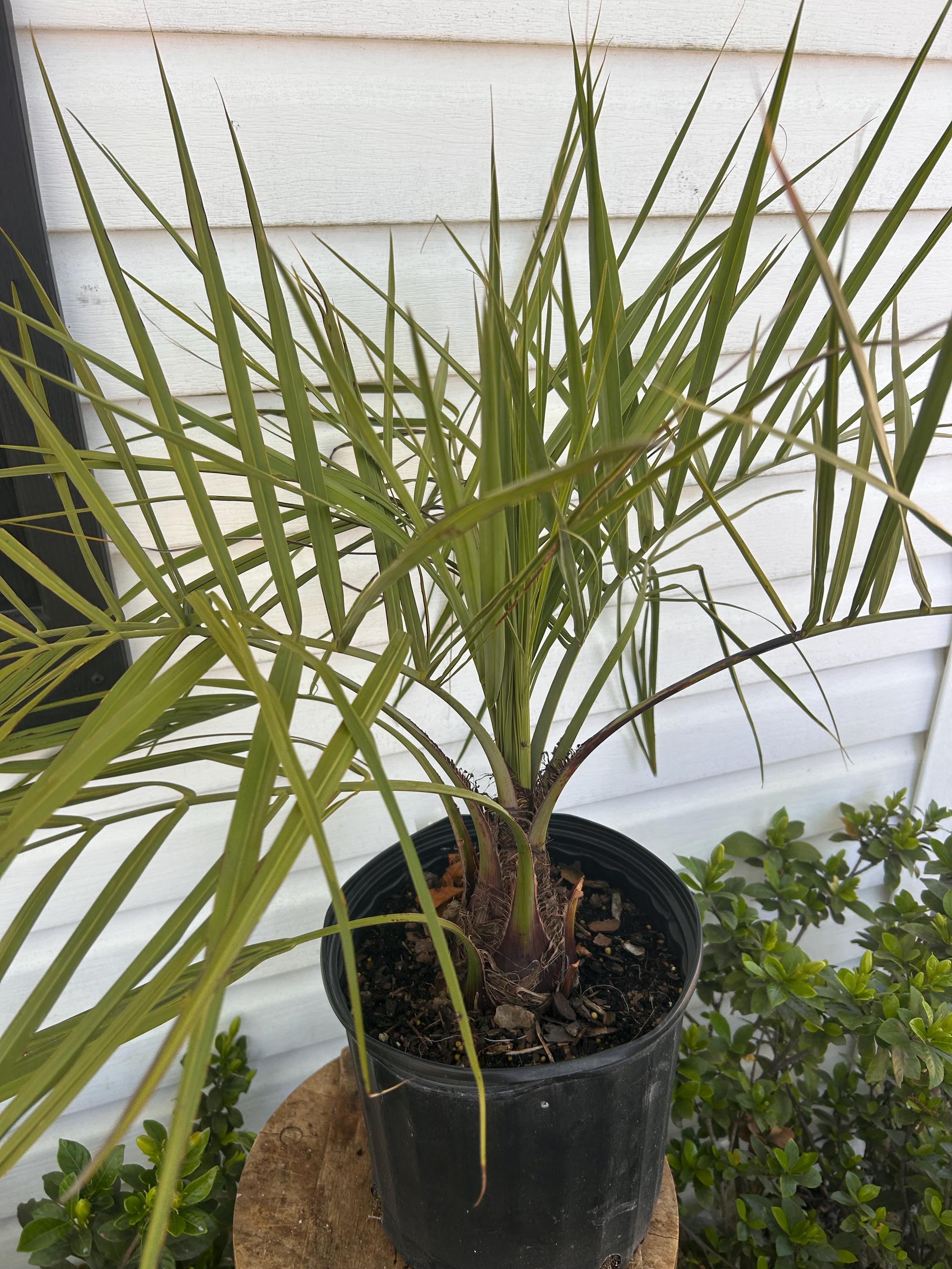 Pindo Palm Tree