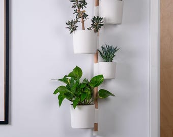 その他観葉植物 Anthurium subsignatum Anthurium Subsignatum Hybrid - Etsy