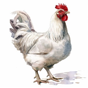 Ensemble de poulet aquarelle - 4 fichiers .png de haute qualité - arrière-plans transparents pour un usage commercial, aquarelle, techniques mixtes, créations numériques en papier