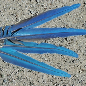 Può includere: Quattro piume blu con una striscia blu scuro al centro di ogni piuma. Le piume sono disposte a ventaglio su una superficie grigia e ghiaiosa.
