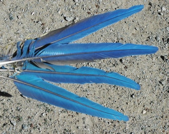 Ensemble de 4 plumes de queue d'ara