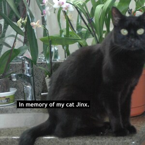 Peut inclure: Un chat noir aux yeux verts est assis sur un comptoir devant un lavabo de salle de bain. Le chat regarde la cam&eacute;ra. Le texte "En m&eacute;moire de mon chat Jinx." est &eacute;crit sous le chat.