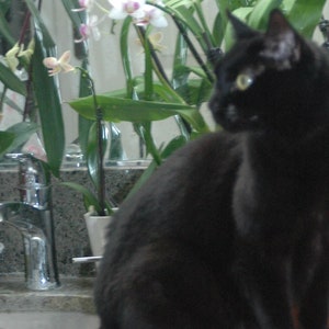 Peut inclure: Un chat noir assis devant un lavabo de salle de bain avec une plante en pot avec des orchid&eacute;es blanches et roses en arri&egrave;re-plan.