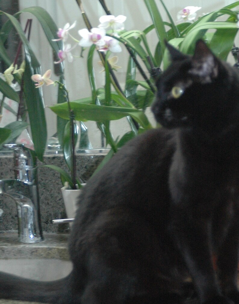 Peut inclure: Un chat noir assis devant un lavabo de salle de bain avec une plante en pot avec des orchid&eacute;es blanches et roses en arri&egrave;re-plan.