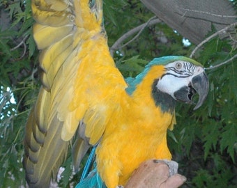 4 plumes de queue d'ara de Blue & Gold Macaws