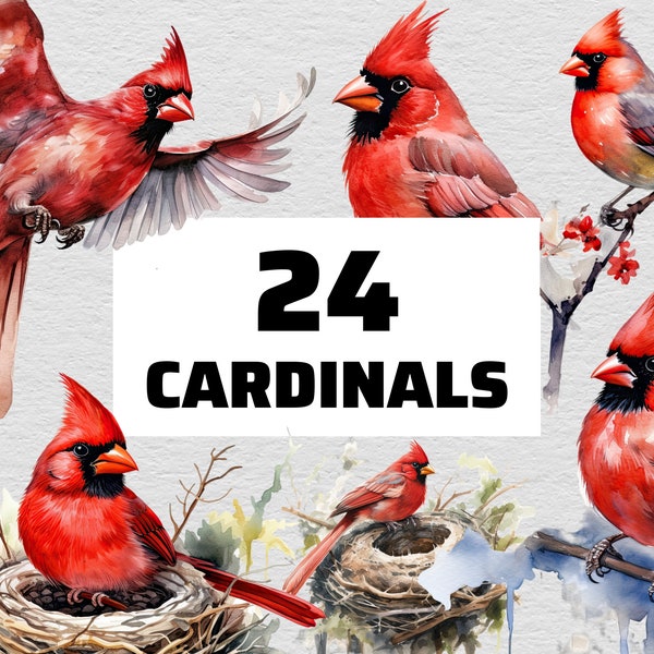 Cardinal Clipart | Cardinal PNG | Cardinal Birds PNG | Cardinal Bird Clipart | Cardinal Bird PNG | Red Cardinal Png | Watercolor Cardinal