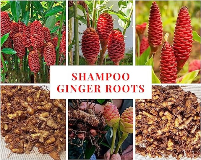 Large Shampoo Ginger Plants Live Rhizomes, Zingiber Zerumbet Shampoo