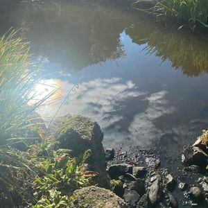 photos, pond, greenery
