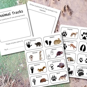Animal Tracks Guide and Worksheet for a fun hiking activity