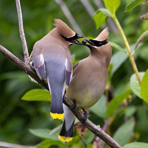 May include: Two cedar waxwings perched on a branch, one feeding the other a berry. The birds have yellow wing tips and a crest on their heads. The background is a blur of green foliage.