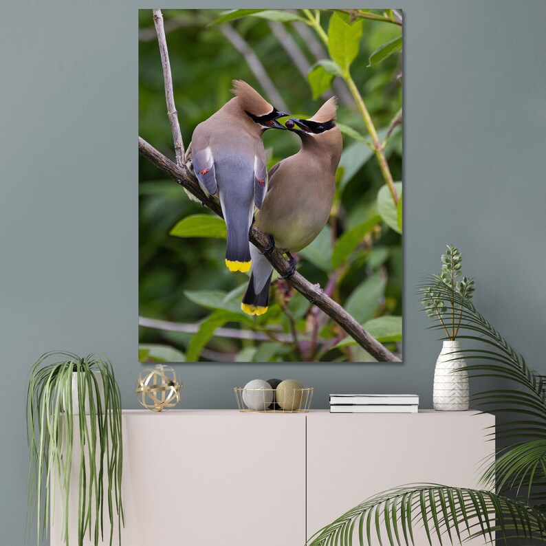 Cedar Waxwing Courtship Ritual | Bird Photograph | Canvas Prints ...
