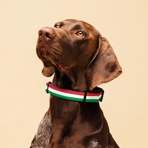 Italian Flag Dog Collar – Adjustable Pet Collar, Durable Padded Polyester, Tricolore Design for Dogs