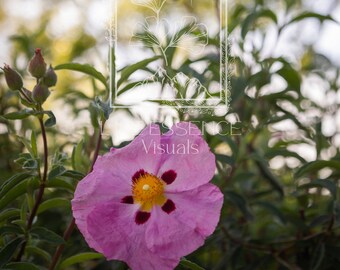 Fine Art Print "Rock Rose", Photography Print