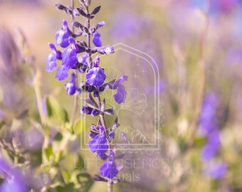 Fine Art Print "Spring Bloom", Photography Print