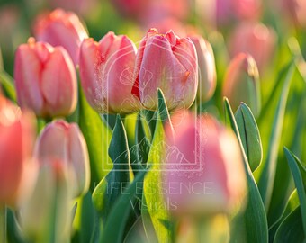 Fine Art Print "Pink Tulips", Photography Print