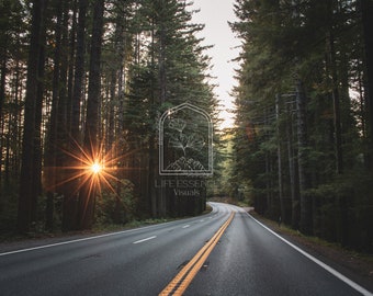 Fine Art Print "Avenue of the Giants", Photography Print