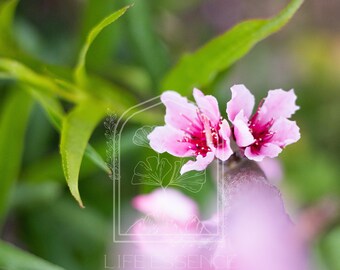 Fine Art Print "Peach Blooms", Photography Print