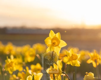 Fine Art Print "Daffodil Fields", Photography Print