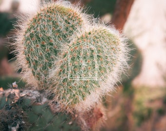 Fine Art Print "Prickly", Photography Print
