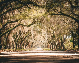 Fine Art Print "Live Oaks", Photography Print