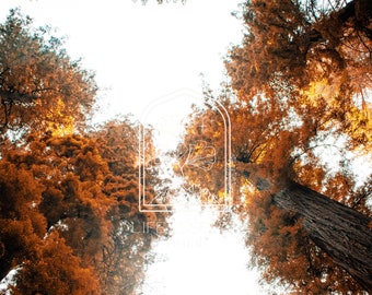 Fine Art Print "Orange Redwoods", Photography Print