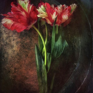 Gianluca Ricoveri, 2018 - 'Tulipanes loro'