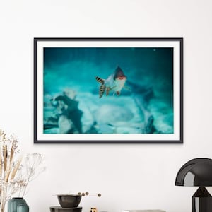 Deep Blue Fish Underwater Vancouver Canada Wall Art - Digital Photo Print Only - Printable Photography, Home Decor- Instant Download