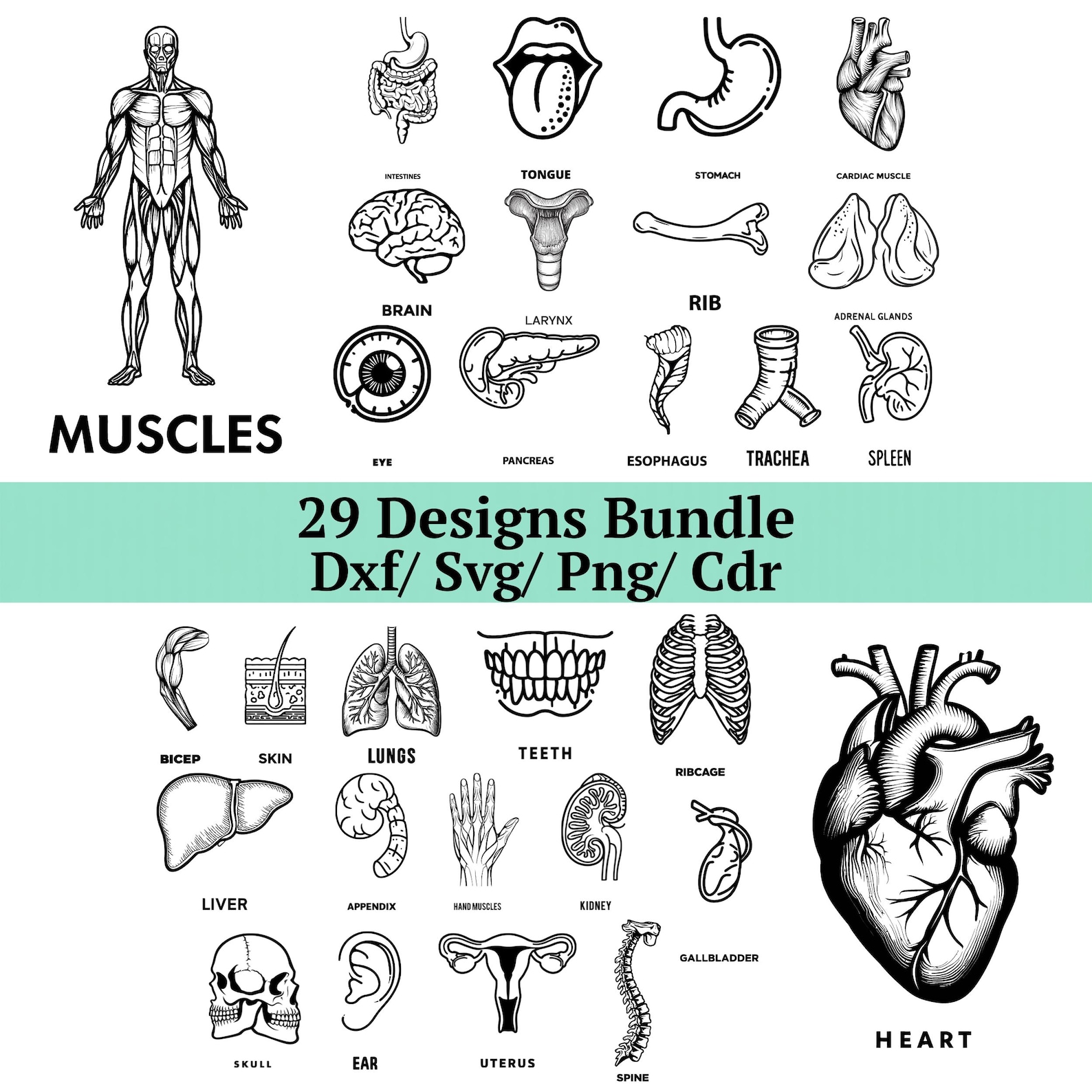 Human Anatomy SVG Bundle, 29 Medical Organ Designs, Heart and Brain ...