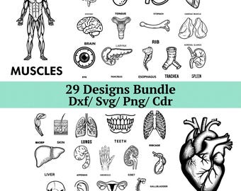 Paquete SVG de anatomía humana, 29 diseños de órganos médicos, silueta de corazón y cerebro, archivos cortados con láser para biología, músculo y esqueleto DXF PNG