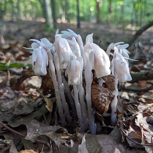 Ghost Pipe Tincture 2oz Monotropa Uniflora