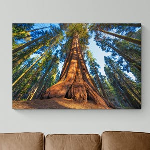 Sequoia Forest Canvas Print: Nature Wall Art, Ready to Hang