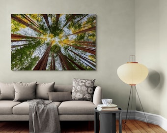 Redwood Forest Canvas Print: California Landscape Wall Art