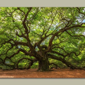Majestic Angel Oak Tree Canvas Print: Elegant Wall Art image 4