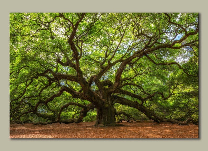 Majestic Angel Oak Tree Canvas Print: Elegant Wall Art image 4