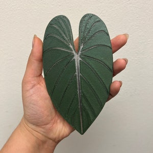 May include: A dark green heart-shaped leaf with a lighter green vein running down the center.