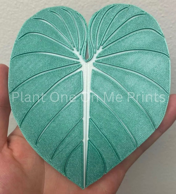 brazil nut plant Brazil Nut Live Plants (Bertholletia Excelsa) – HappiestPlants main image 0