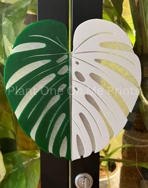 monstera deliciosa klein Monstera Deliciosa: Popular Live Plant - (6” Pot) – Easy Plant Care - Low  Maintenance House Plant for Home