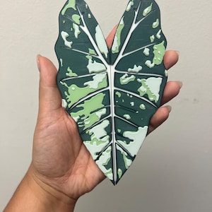 Variegated Alocasia Frydek 3D Printed Handles for Ikea Cabinet