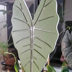 Może przedstawiać: Zielony uchwyt do drzwi w kształcie liścia z białym obramowaniem. Uchwyt wykonany jest z fakturowanego materiału i ma realistyczny wzór liścia.