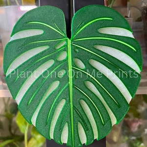 Puede incluir: Una hoja de monstera impresa en 3D de color verde y blanco con una superficie texturizada. La hoja es una sola pieza y tiene un color verde claro con venas verde oscuro. La hoja está unida a una superficie negra.