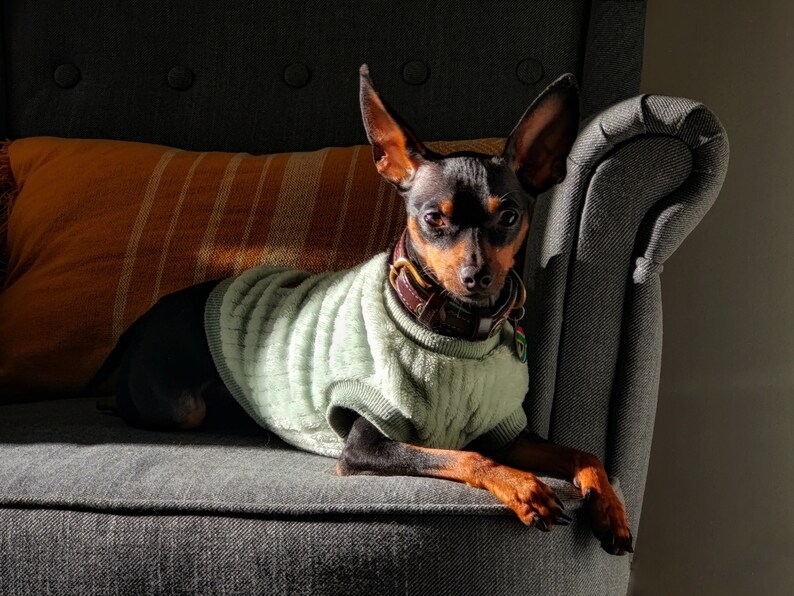 May include: A small black and brown dog wearing a light green sweater sits on a gray couch. The dog has short, smooth fur and is looking directly at the camera.