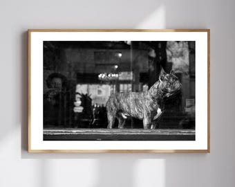 French Bulldog Poster | Black and White Photography | Dog Wall Art | Street Photography | Fine Art Wall Art | Urban Animal Portrait