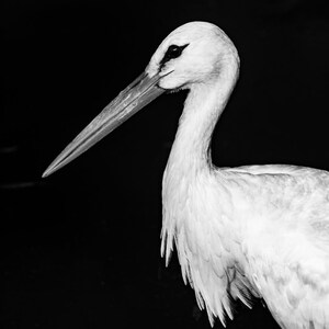 Stork portrait. Black and white photo of stork. White stork picture. Stork wall decor. Stork digital photo. Stork print set. Beautiful stork