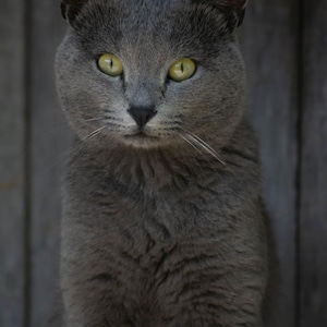 Beautiful gray cat. British shorthair cat. Domestic animal pet. Cat wall art. cat print set. Cat digital file. Nice cat portrait. Cat eyes