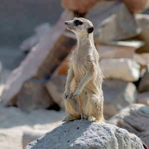 A meerkat is standing on a rock. Meerkat looking. Meerkat wall art. Meerkat print set. Meerkat in Africa. Meerkat in safari. Wild animals