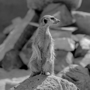 A meerkat is standing on a rock. Suricate looking. Meerkat wall art. Suricate print set. Meerkat in Africa. Suricate in safari. Wild animals