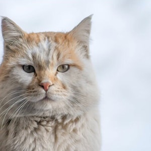 Beautiful cat. Portrait of a cat. Nice cat, kitten. Domestic animal pet. Cat wall art. White cat print set. Cat photo for print. Wall decor