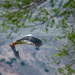 Flying stork. White stork picture. Stork wall art. Stork digital photo. Stork print set. Beautiful stork. Wild birds photo. Stork in nature